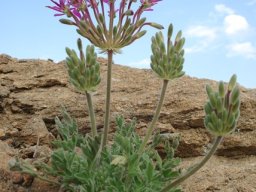 Pelargonium incrassatum reminding about life